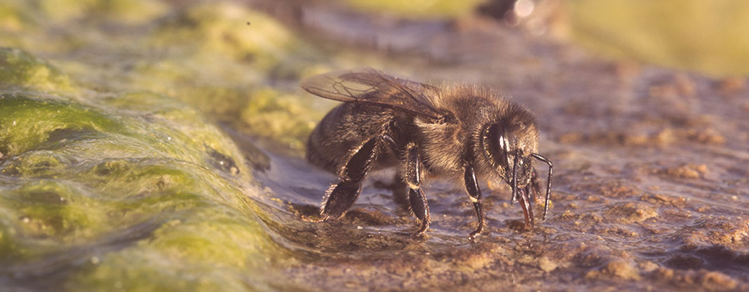 Freethebees Unsere Bienen Sterben Wir Wissen Warum Helfen Sie Mit