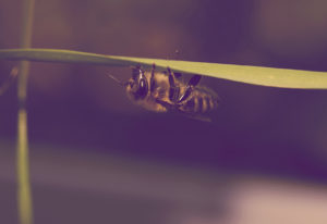 Tagung «Honigbienenhaltung der Zukunft – die neue Verantwortung von Gesellschaft und Imker»