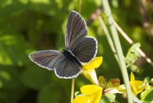 Insektensterben – Sind wir dem Untergang geweiht? @ Naturhistorisches Museum Bern