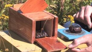 Tages-Kurs - Wildlebende Honigbienen finden - mit Heinz W. Weder @ Diepoldsau