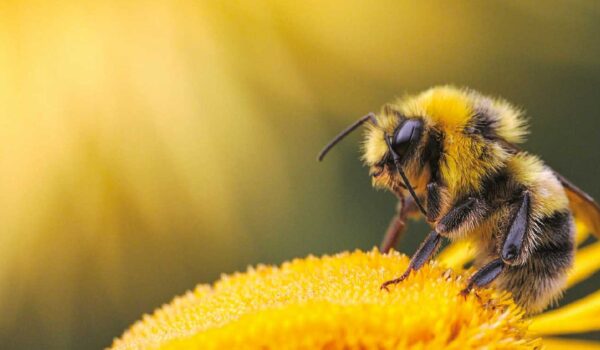 Freethebees Unsere Bienen Sterben Wir Wissen Warum Helfen Sie Mit