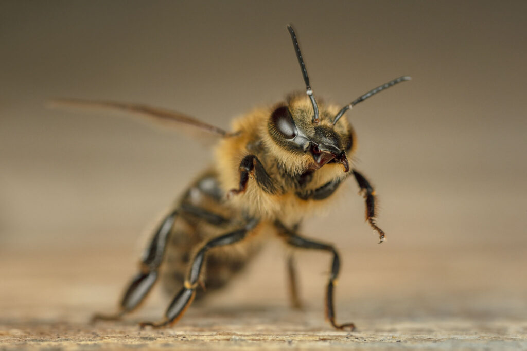 Honey Bee (Apis mellifera) defensive position, fend off a hornet (Vespa crabro) attack, Germany