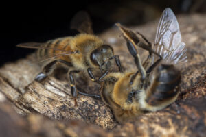 Honey Bee (Apis mellifera), worker bee killing drone in late summer, Germany