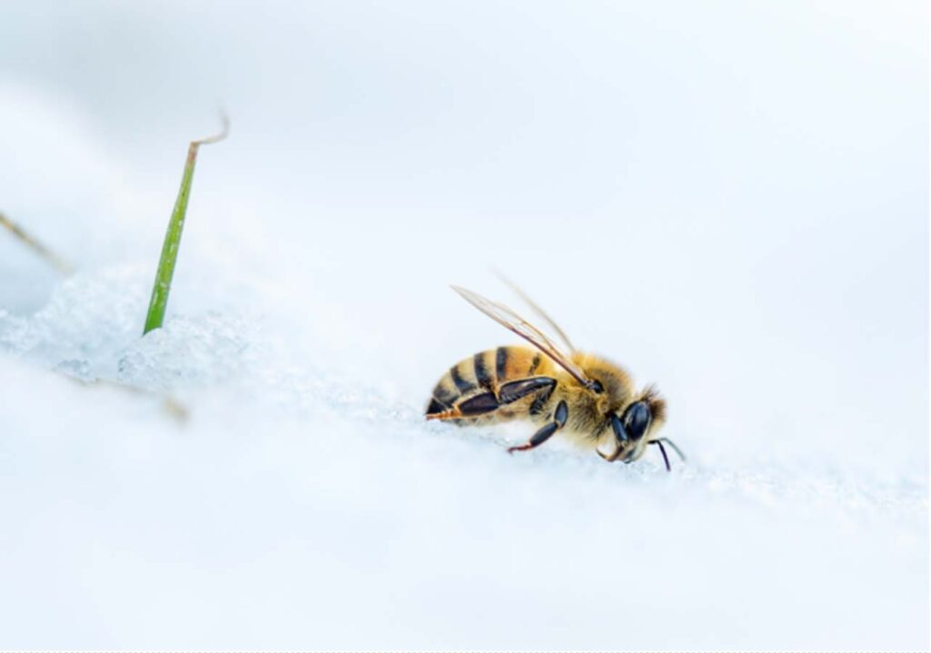 When dies a honey bee colony? Photo by Åke H Nilsson