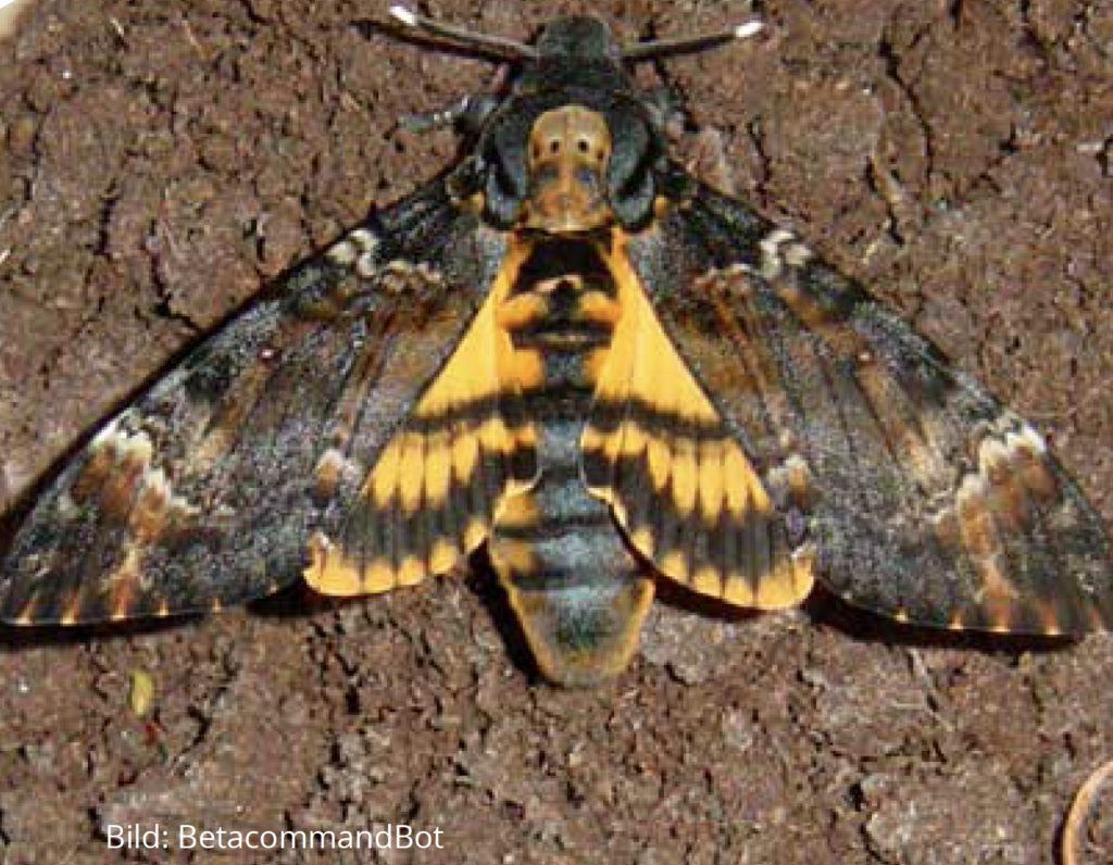 Der Totenkopfschwaermer Bienenschreck Bienen FREETHEBEES