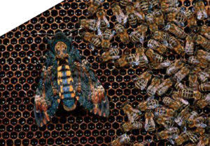 Der Totenkopfschwaermer Bienenschreck Bienen FREETHEBEES