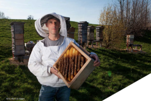 Wie man geschickt und diplomatisch mit Bieneninspektoren umgehen kann freethebees andre wermelinger