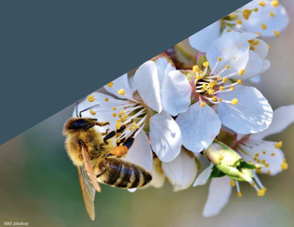 bulletin 22 freethebees