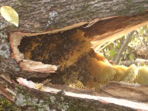Gefällte 80-jährige Eiche mit wildlebender Honigbienenkolonie. Foto: Vincent Albouy