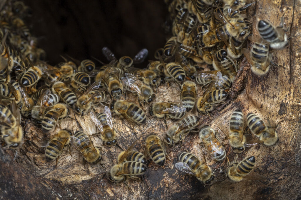 Bienen bewachen und verteidigen das Flugloch ihrer Baumhöhle: Bild: Ingo Arndt