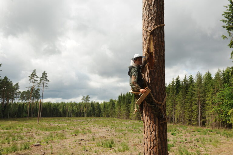 Ein polnischer Zeidler auf seinem Zeidlerbaum, Foto: P. Mikucki