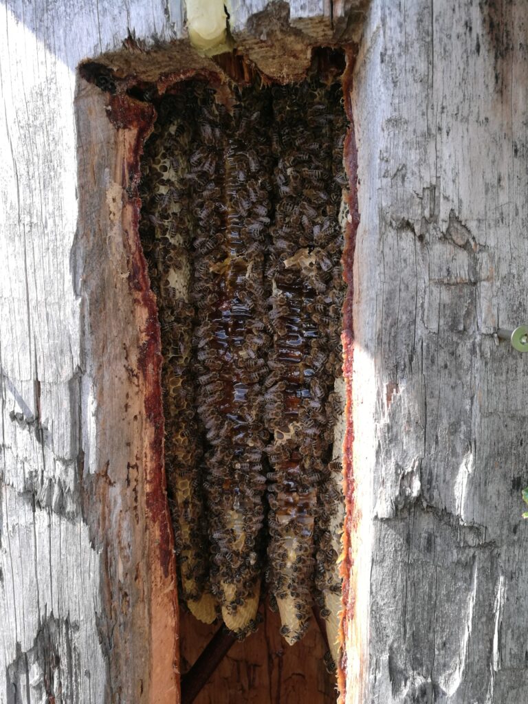 Bienenvolk in einer Zeidlerhöhle