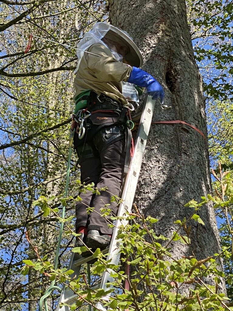 Im Rahmen unseres Swiss BeeMapping Projektes monito - ren wir viermal im Jahr freilebende Honigbienenvölker und zeichnen die Ergebnisse für Analysen und Forschungs - zwecke auf. Foto: Francis Cordillot