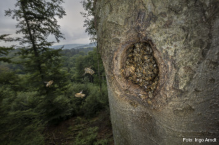 Wildlebende Honigbienenvölker im Wald Benjamin Rutschmann