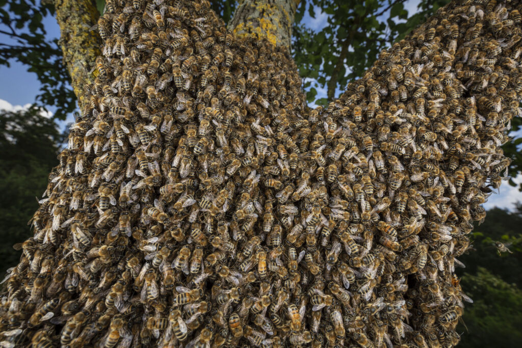 Ein Bienenschwarm hängt sich an einen Stamm. Spurbienen suchen ein neues Habitat. Bis zu 12 Habitatsoptionen wer- den geprüft und in einem demokratischen Prozess das beste Habitat ausgewählt. Foto: Ingo Arndt
