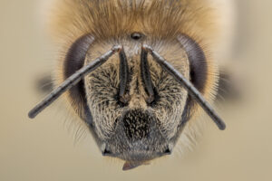 Bienenkopf mit Facettenaugen und hochsensiblen Fühlern. Foto: Ingo Arndt