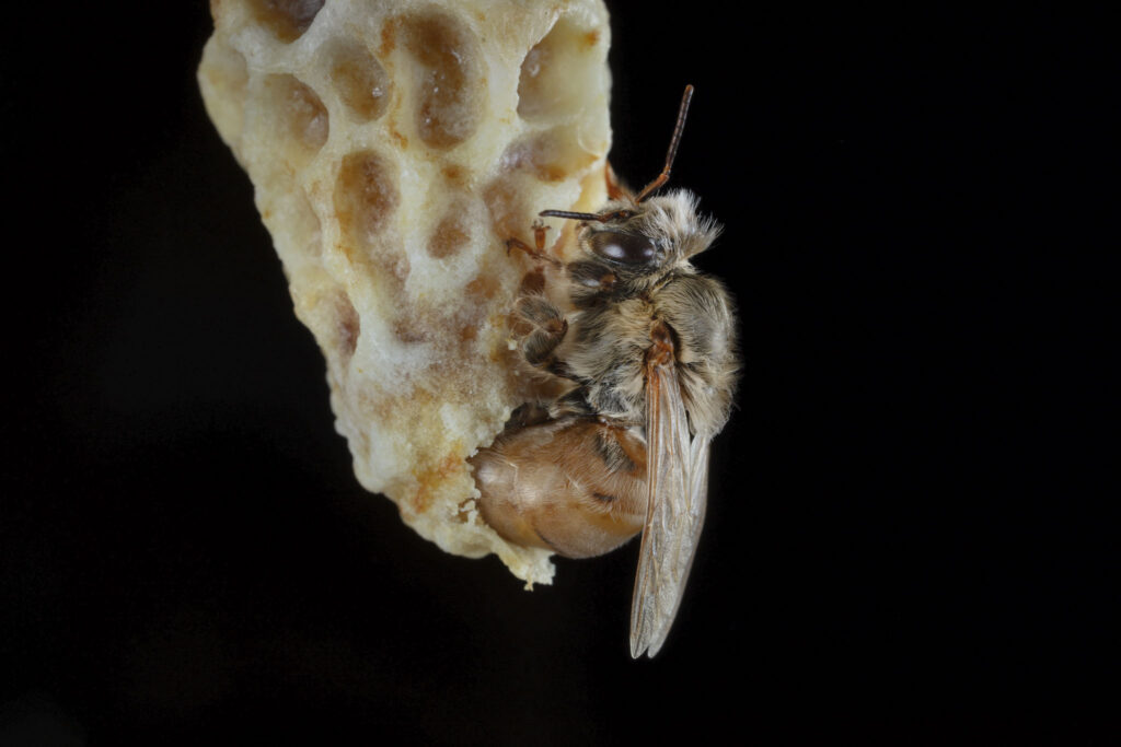 Bienenkönigin schlüpft aus Weiselzelle. Foto: Ingo Arndt