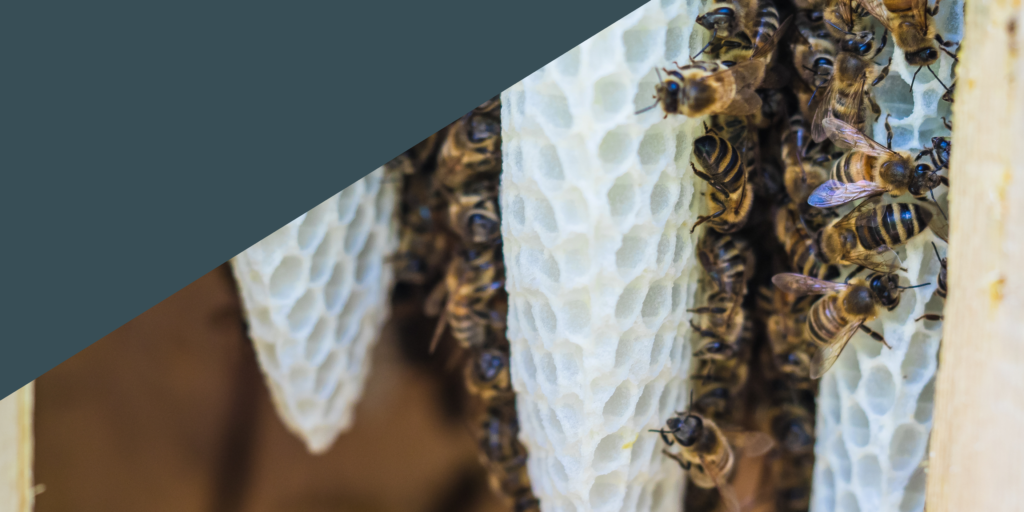 FTB Bulletin Herbst 24