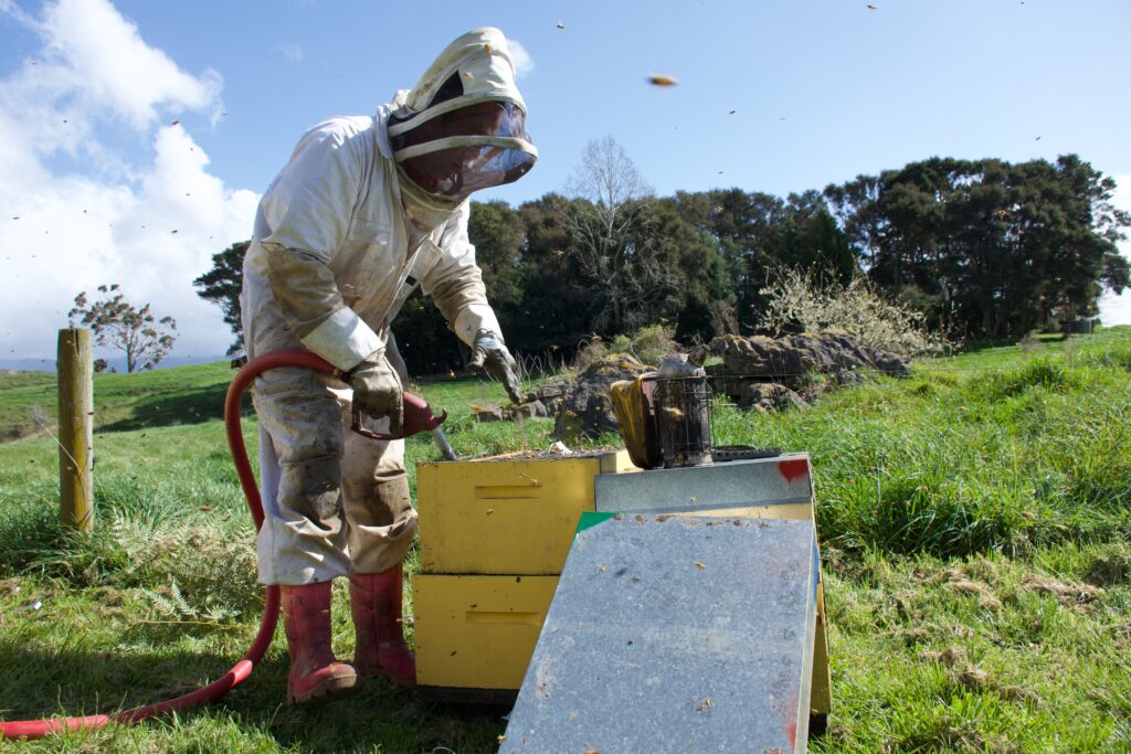 Un apiculteur nourrit sa ruche avec du sirop de sucre. Il n‘est pas rare de voir 10 kg de sucre industriel par colonie d‘abeilles. Photo : Pixabay