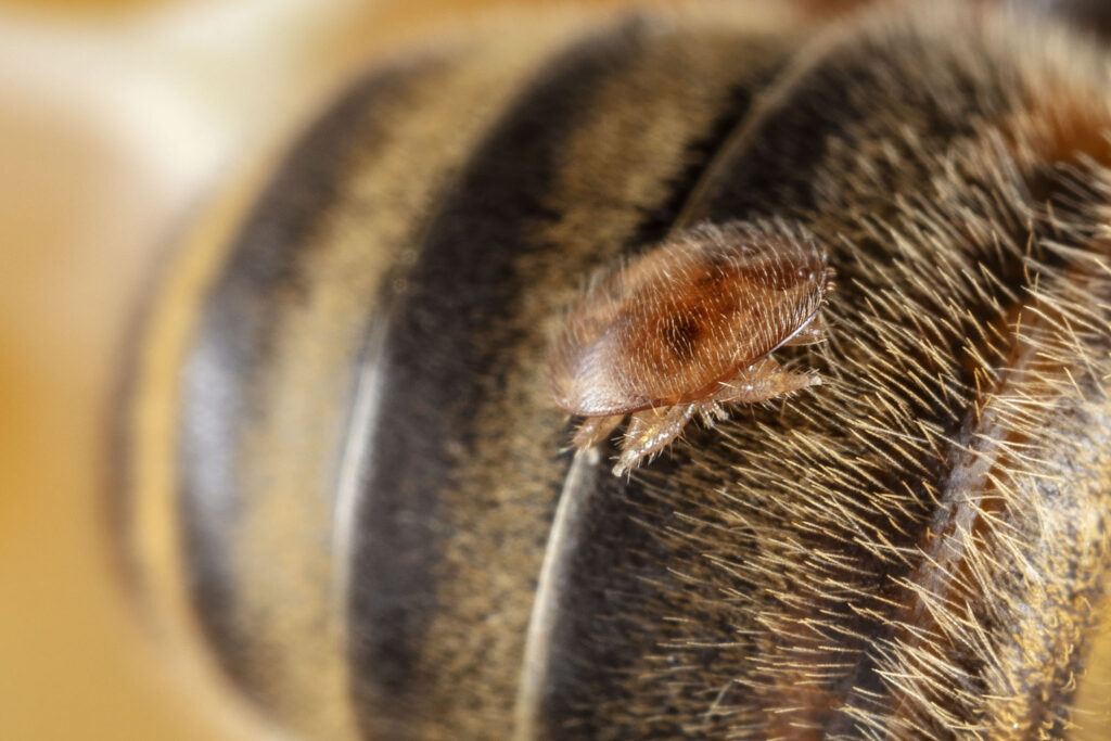 Un varroa sur le corps d‘une abeille mellifère. L‘apiculture l‘appelle l‘ennemi numéro 1 des abeilles. La science parle d‘adaptabilité et de coexistence.