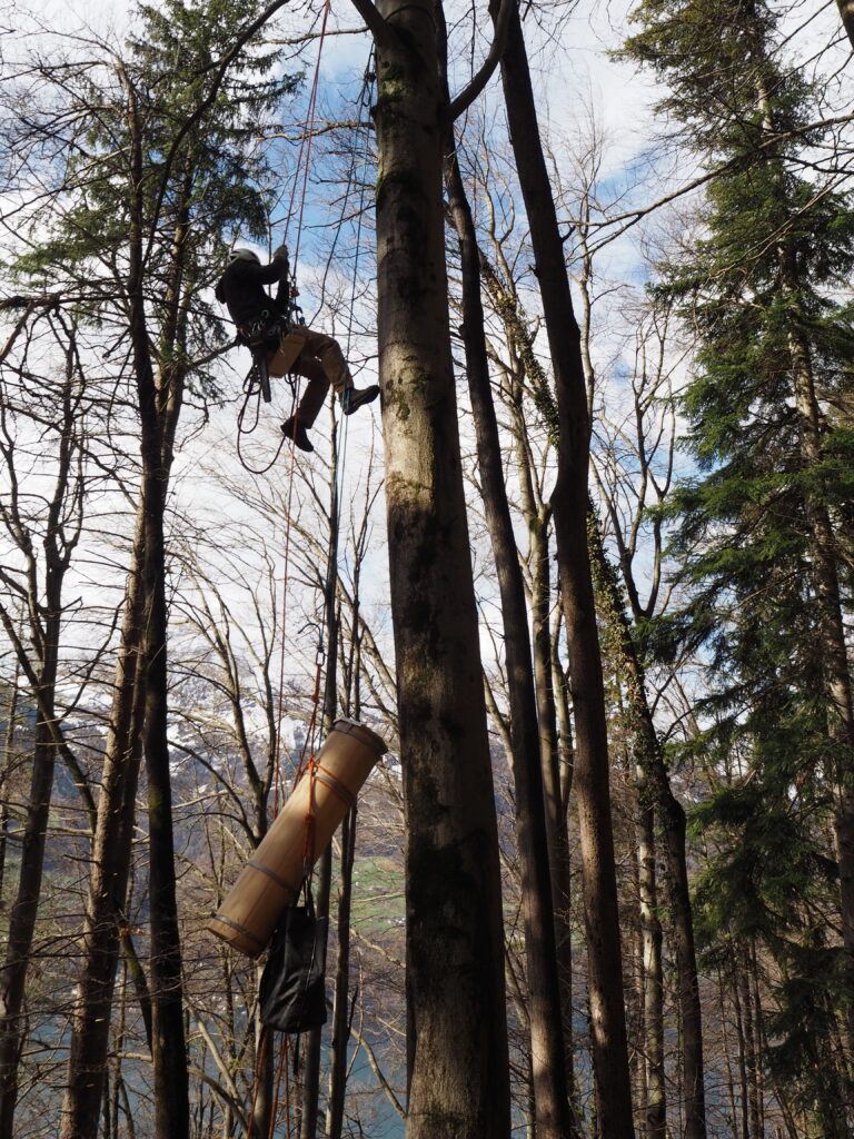 Notre expert en entretien des arbres et grimpeur professi - onnel Benedikt Arnold tire notre imitation de cavité d‘arbre à son emplacement sur un arbre. Photo : Nadine Bucher