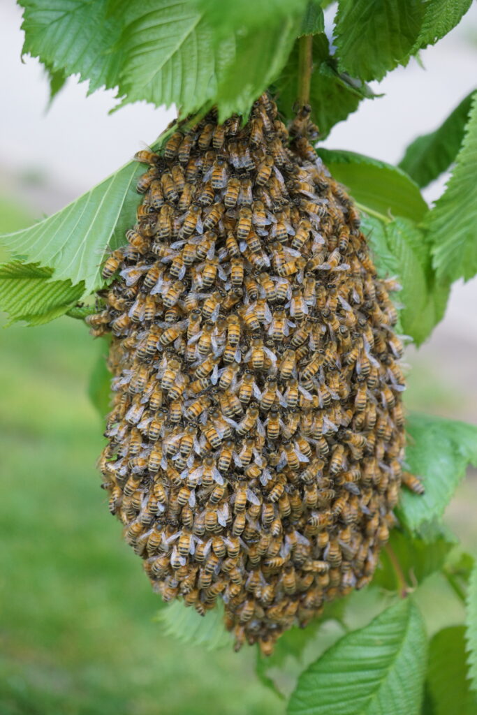 Une colonie d'abeilles en train d'essaimer, photo : Hannes Bonhoff