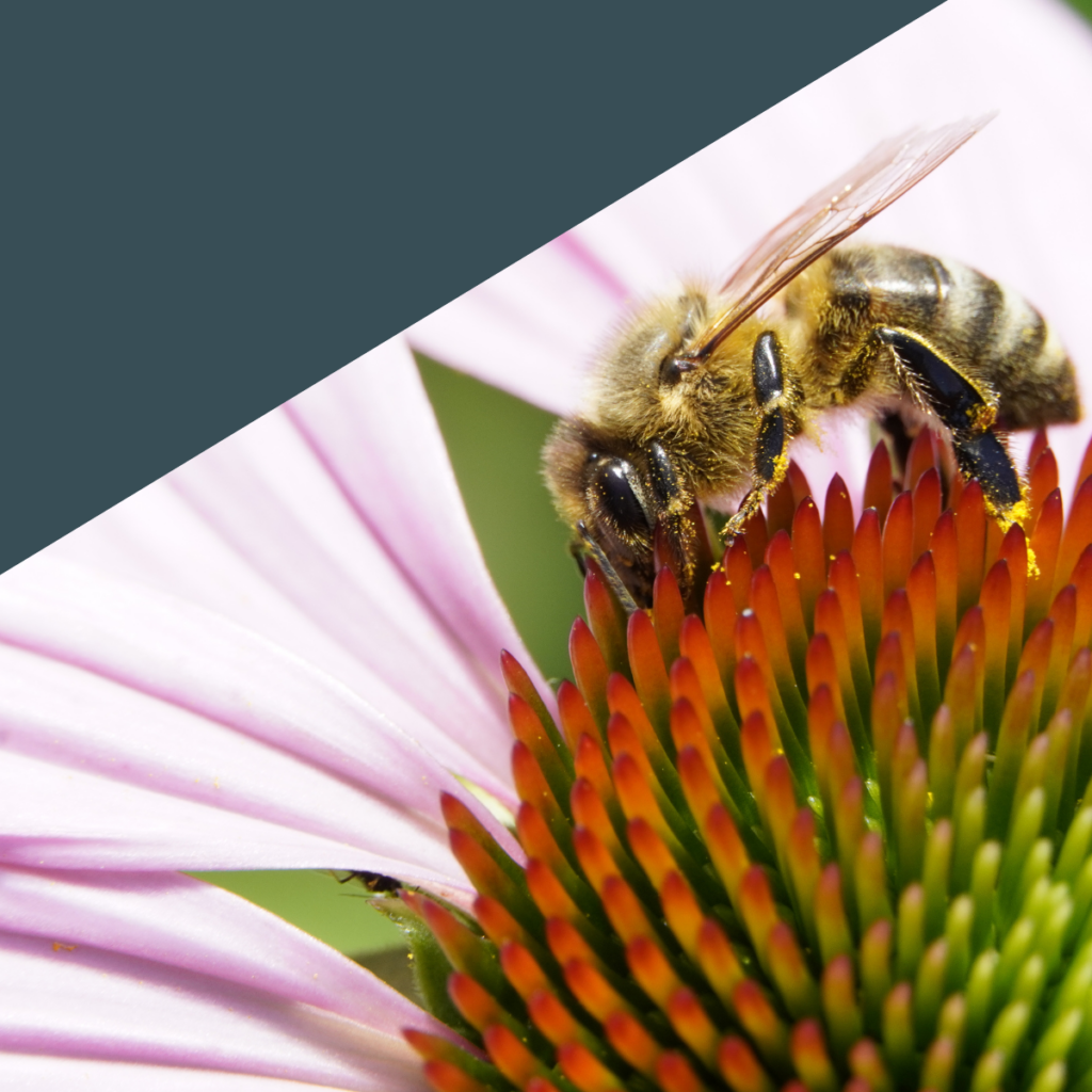 Bulletin printemps 26