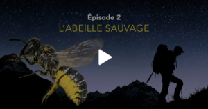 230902 TSR FreeTheBees Nos amis sauvages L'abeille sauvage