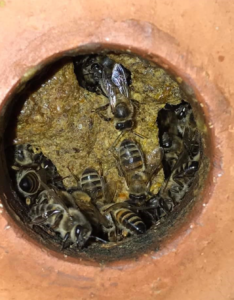 Bienen verkleinern das Flugloch einens Terrakotta Bienenstocks