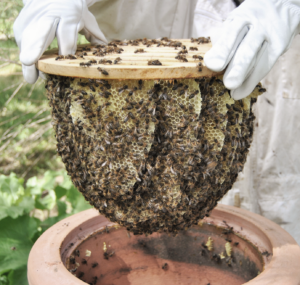 Honigwaben aus einem Terrakotta Bienenstock