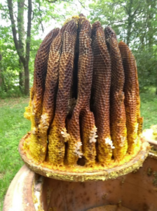 Honigwaben eines Terrakotta Bienenstocks