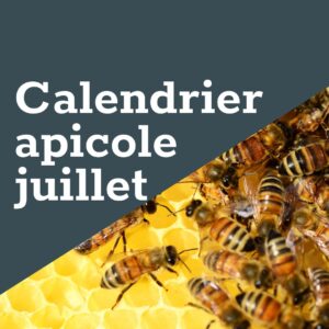 FreeTheBees Calendrier apicole juillet