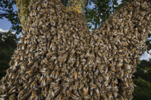 Une colonie d'abeilles en train d'essaimer, photo: Ingo Arndt