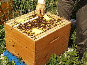 Traiter une colonie d'abeilles élevée de façon naturelle avec du thymol