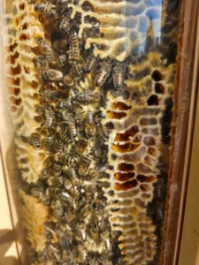 Colonie d'abeilles vers la fin août avec des cellules de bord visiblement remplies de miel. La colonie a suffisamment de réserves pour l'hiver. 