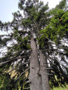 SwissTree colonisé en haut d'un arbre