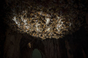 Les premiers rayons de miel sont déjà visibles sur la partie supérieure de la cavité. Photo : Ingo Arndt