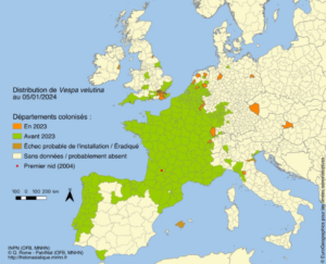 Répartition de Vv (situation au 05/01/2024)** Source : Rome, Q., Villemant, C. Le Frelon asiatique Vespa velutina - Inventaire national du Patrimoine naturel. In : Muséum national d'Histoire naturelle [Ed]. Site web. http://frelonasiatique.mnhn.fr 