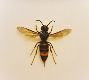 Vespa velutina nigrithorax (Source : collection privée de Filippo Turetta sur Wikipedia IT) 