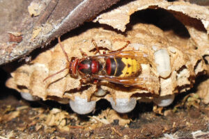 Vespa crabro germana (Vc). Photo: Andi Roost