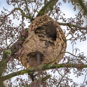 Nest der Asiatischen Hornisse (Vespa velutina) aus Lufingen, Kanton Zürich, vor der Entfernung im Herbst 2023. Quelle: Amt für Abfall, Wasser, Energie und Luft (AWEL) 