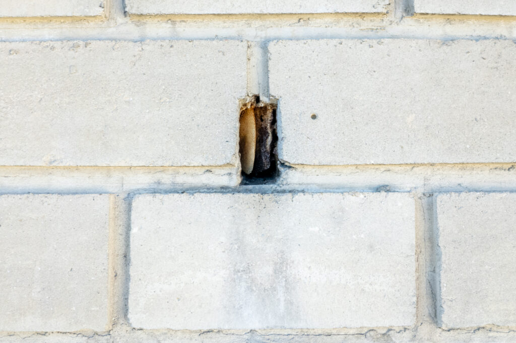 Swiss BeeMapping FreeTheBees Plus de 350 colonies d'abeilles mellifères sauvages recensées en Suisse