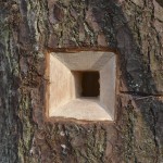 Klotzbeute im Zeidlerstil – Bild 4