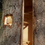 Klotzbeute im Zeidlerstil – Bild 7