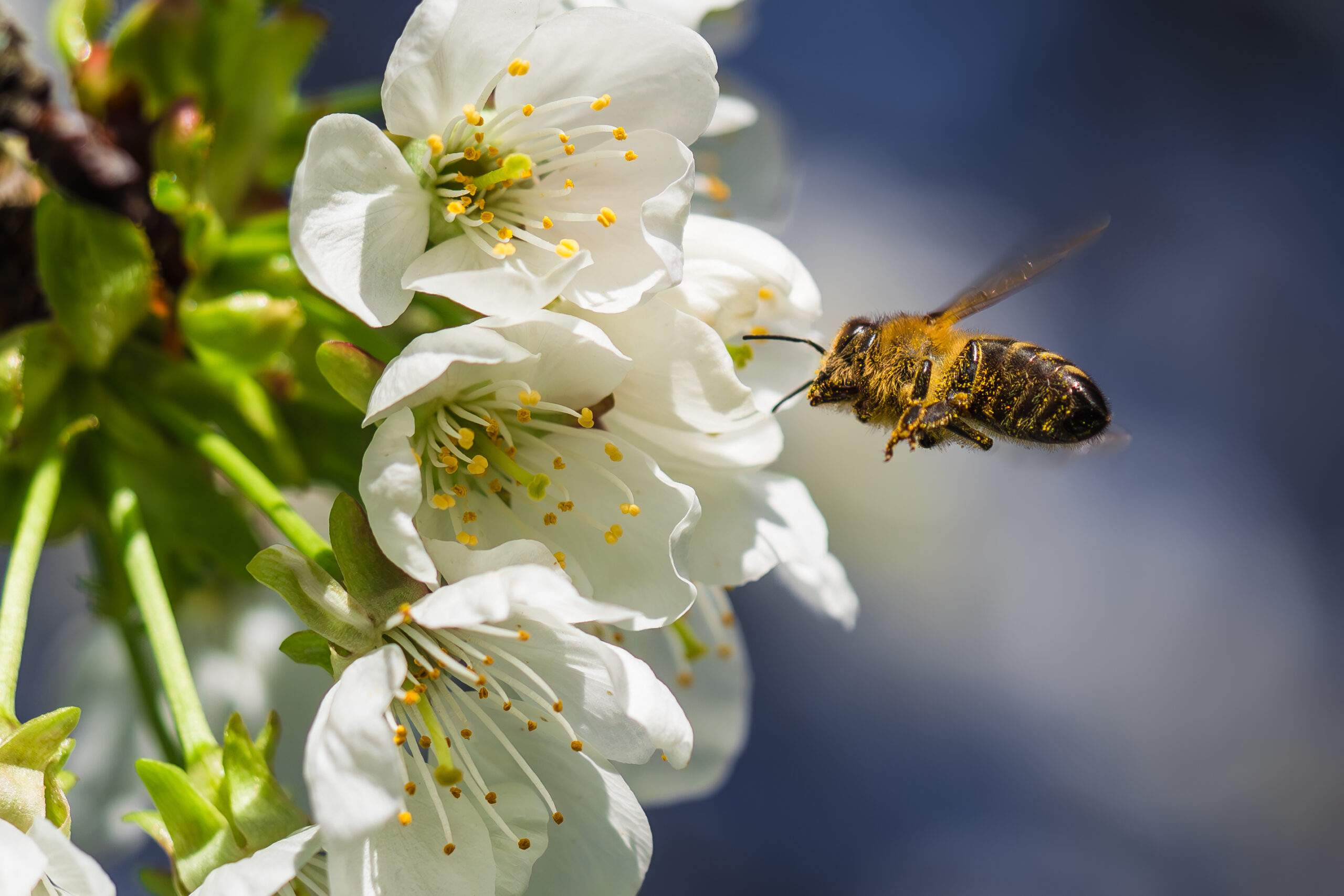 Pollenbedeckte Biene an Kirschblüte