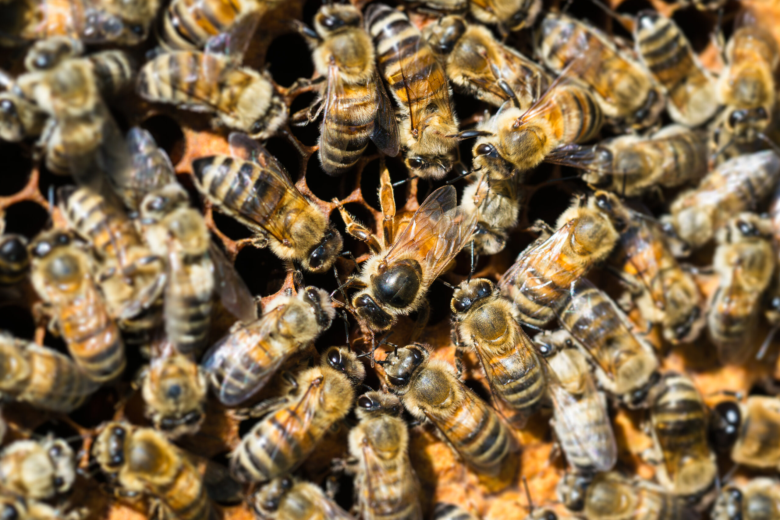 Bienenkönigin in Legestimmung