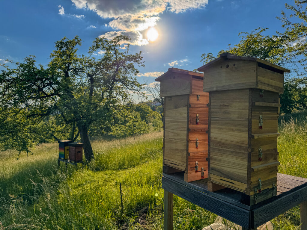 Bild 4 - fertige Warre Beuten am Standort