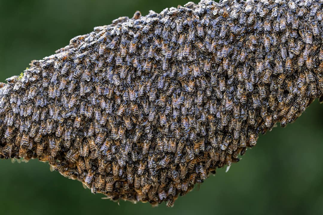 FreeTheBees Bienenschwarm Foto von Ingo Armdt