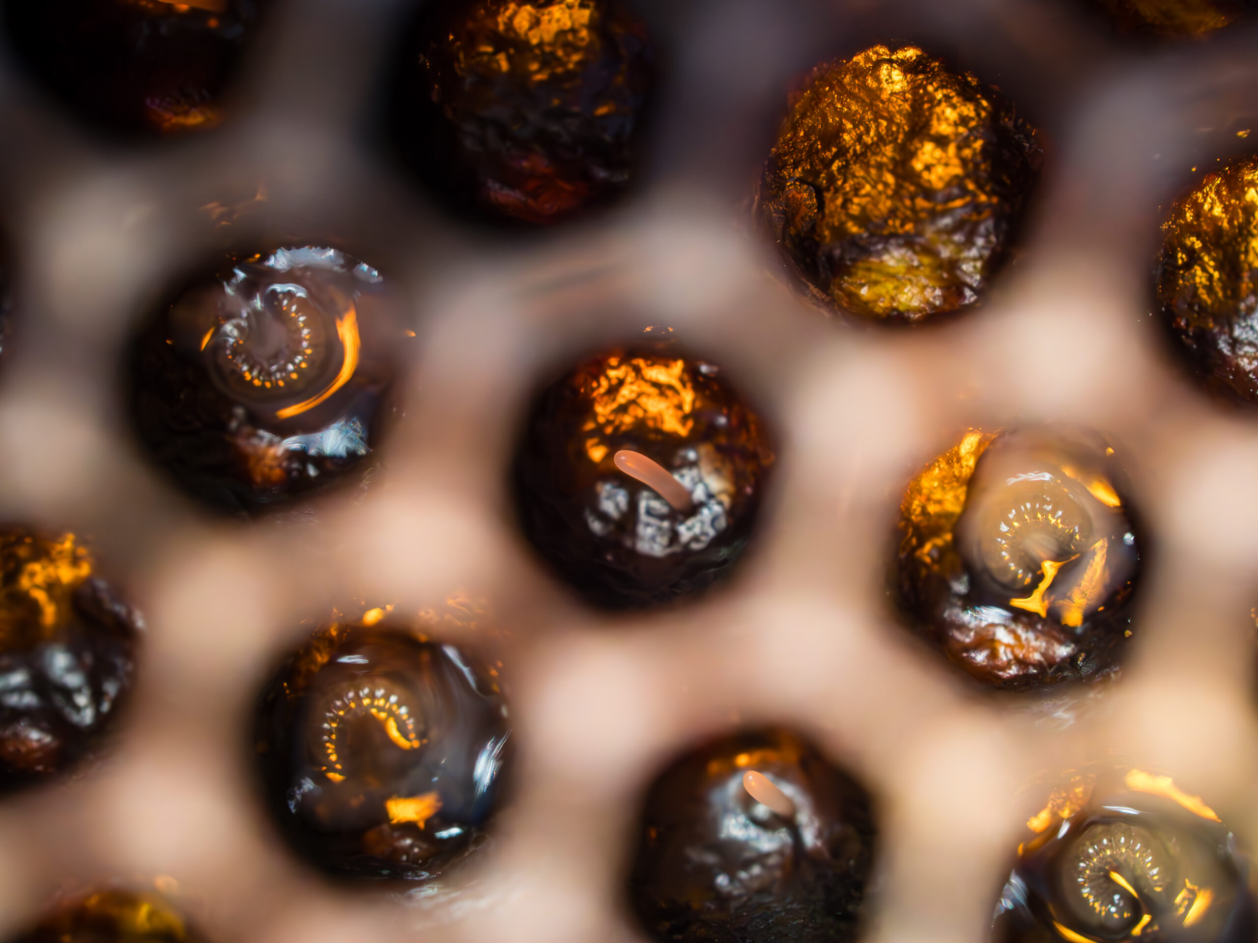 Œuf d'abeille dans un rayon