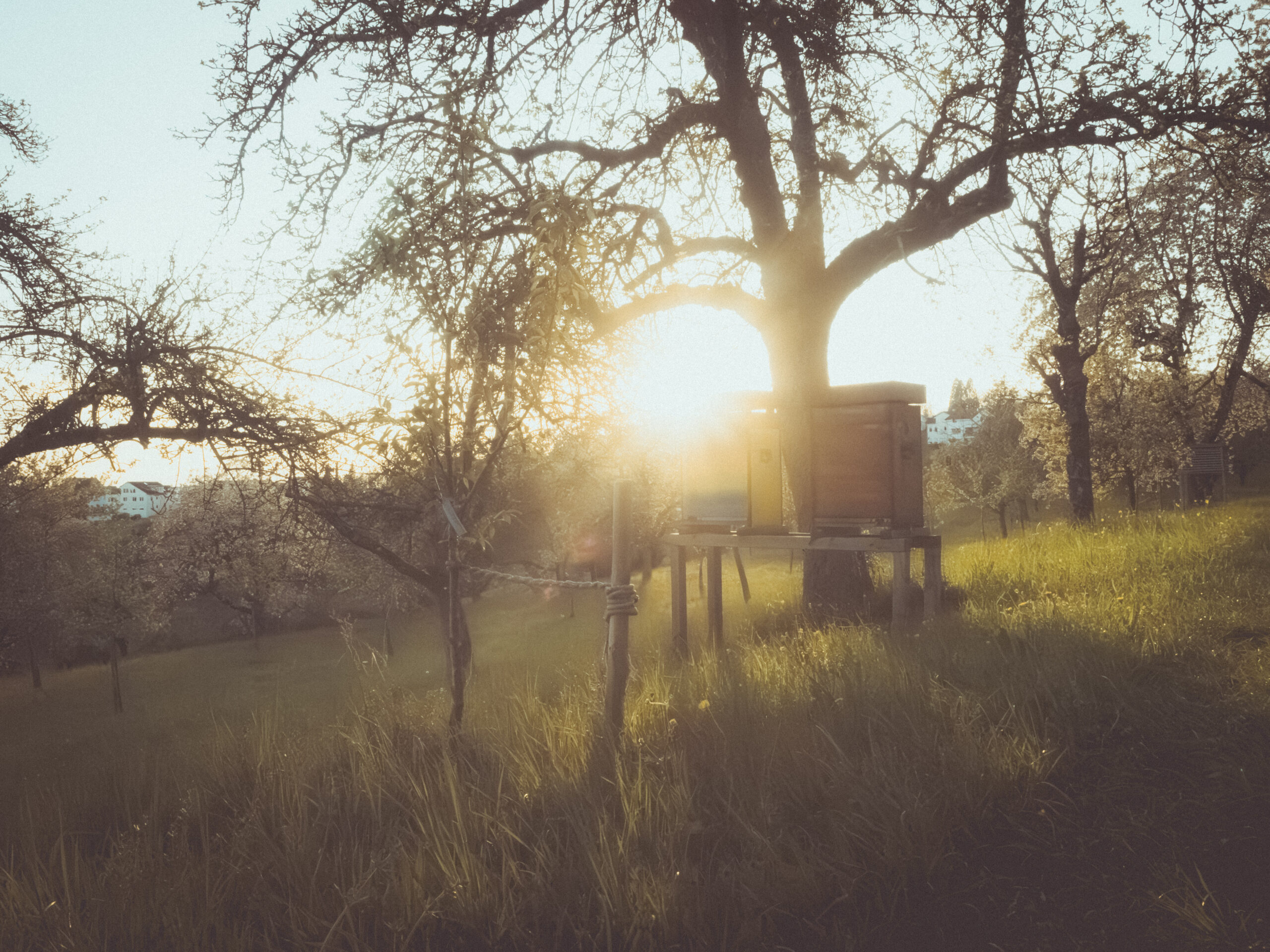 Ruches à un corps au coucher du soleil